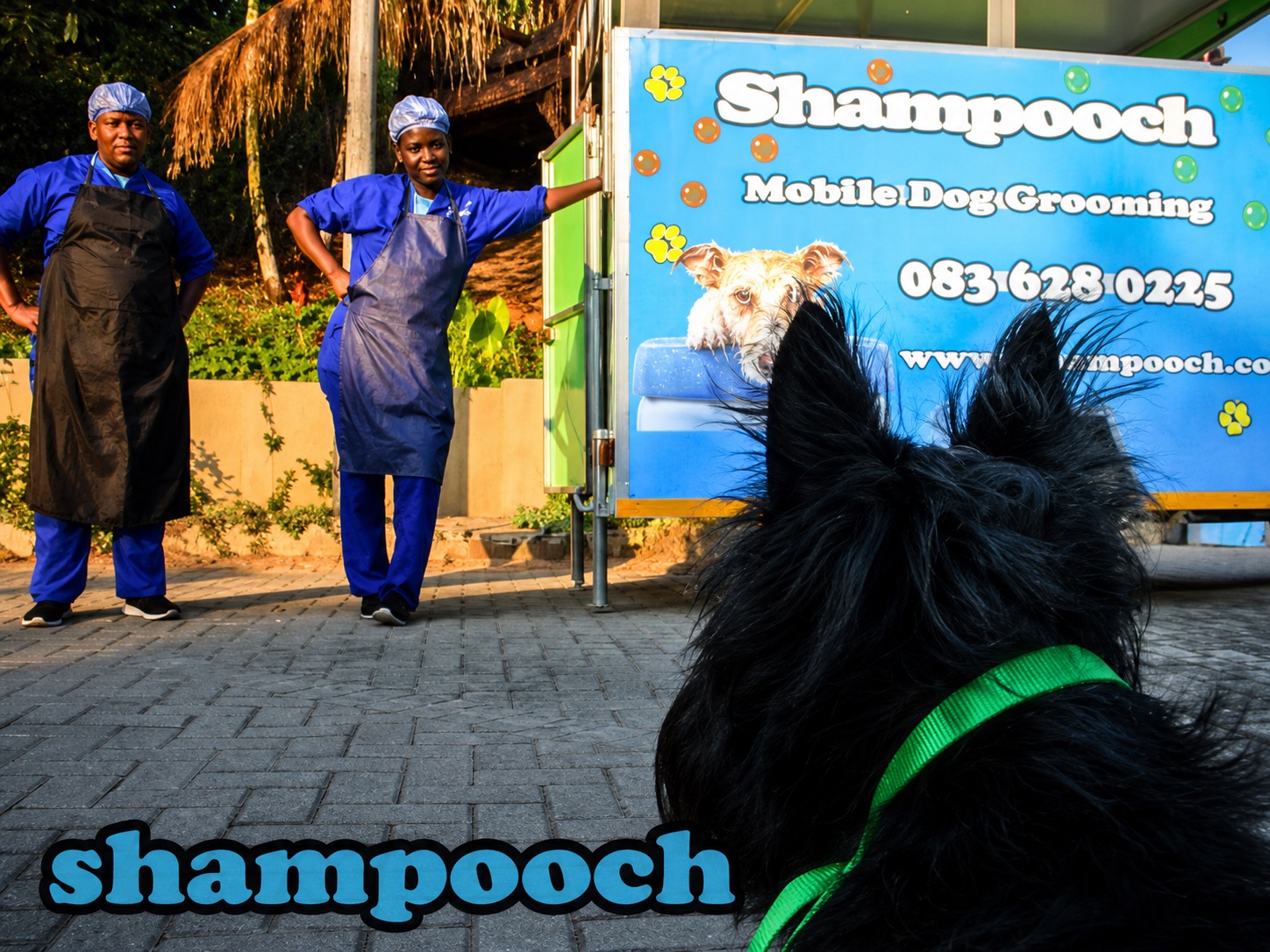A dog watching the Shampooch mobile grooming team